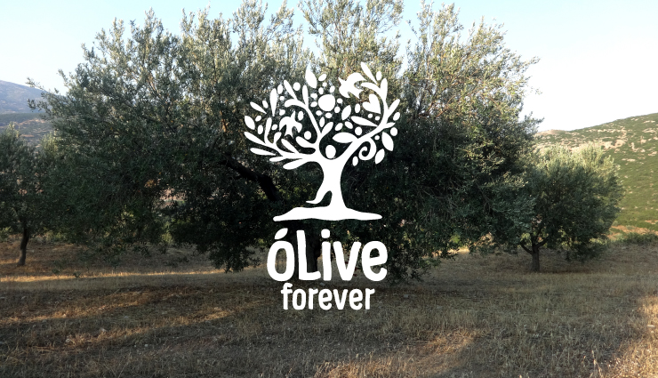 OLIVE FOREVER 橄欖油品牌設計白色應用