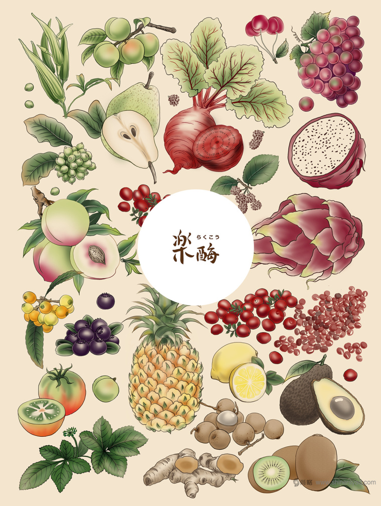 臺(tái)灣樂(lè)酶酵素品牌LOGO設(shè)計(jì)與包裝設(shè)計(jì)-插畫設(shè)計(jì)-上海包裝設(shè)計(jì)公司包裝佳作欣賞11