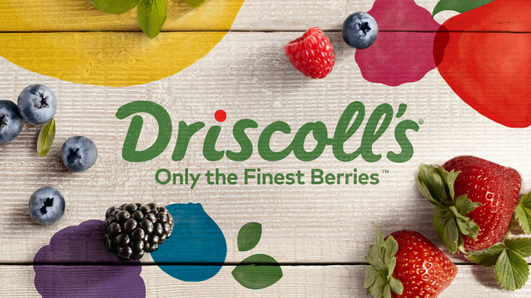 Driscoll''''''''''''''''s 漿果新品牌形象設計logo設計-上海農產品logo設計公司