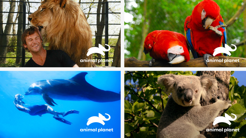 Haviv的動物星球電視頻道新logo設計，與地球同在的大象
