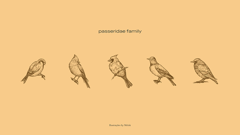 Pássaro金鳥飼料口糧包裝設計，手繪小鳥的圖案包裝