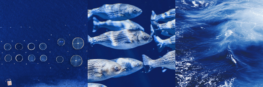 Seaculture 海水養殖海鮮品牌logo與vi識別設計，四個線條魚組合